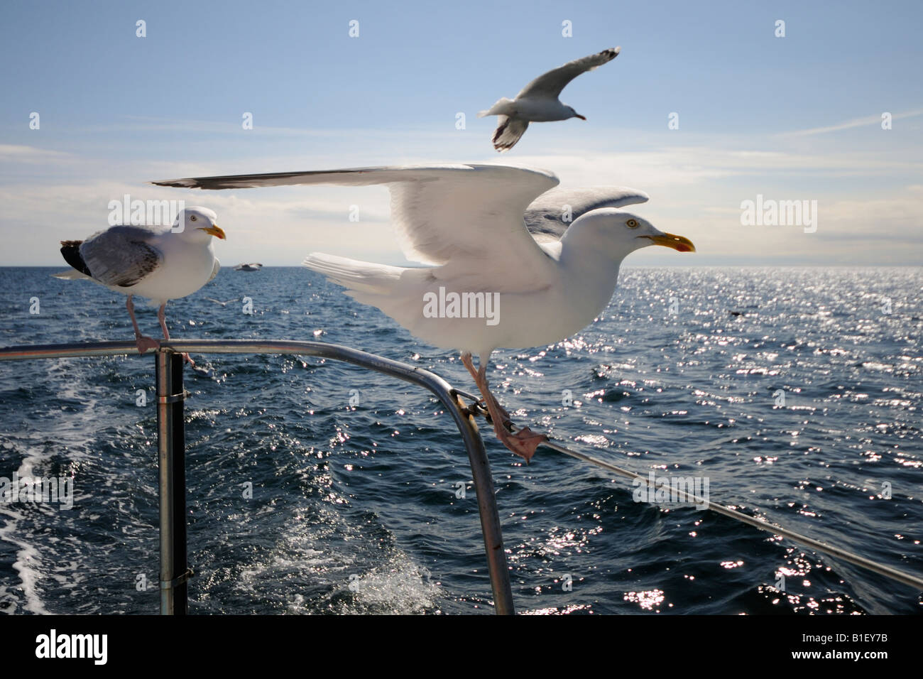 Two herring Gulls (Larus argentatus) on rear of a boat moving through water. with another flying behind the boat Stock Photo