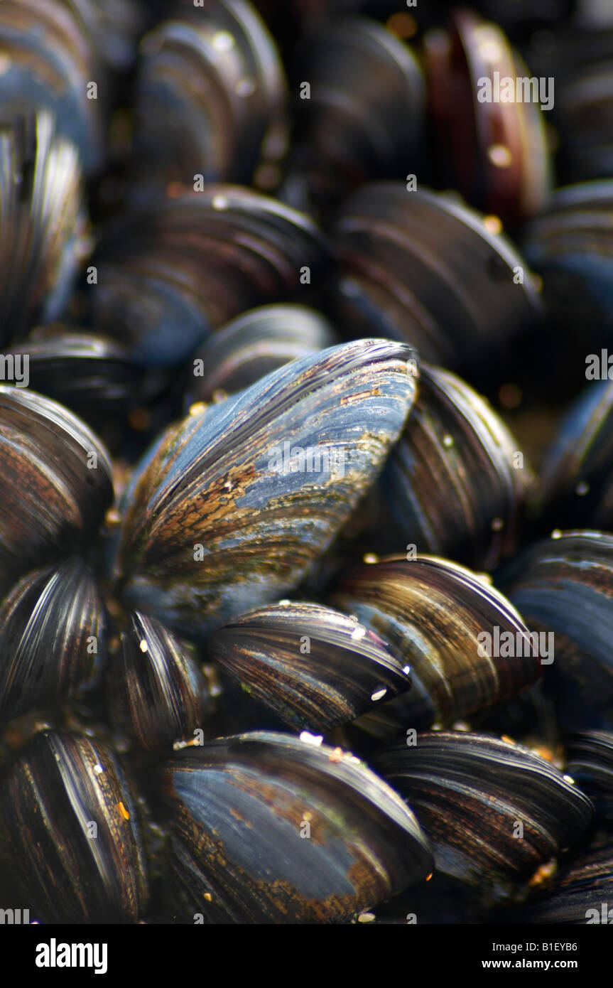 Mussels growing on rock on hires stock photography and images Alamy