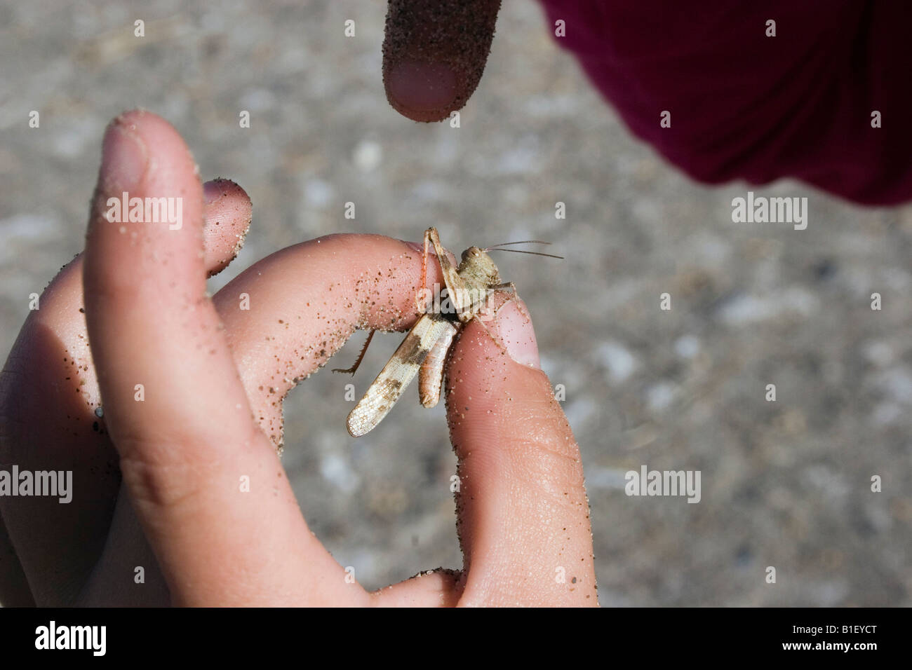 Close up of young girl holding and examining a grasshopper at Bruneau Sand Dunes State Park, Idaho Summer/nmodel release #GB003 Stock Photo