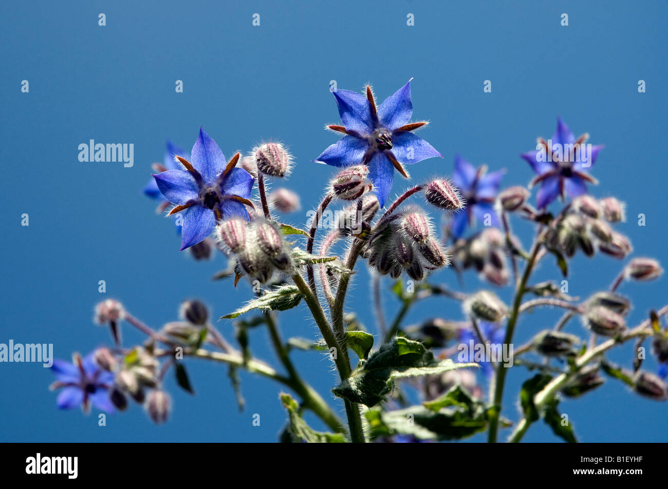 Worms eye view of Borage plant with buds and flowers Stock Photo