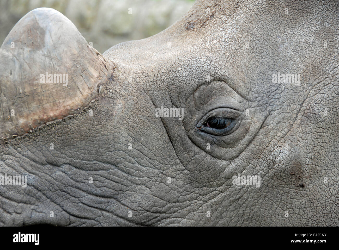Close up of Rhino horn and eye Stock Photo Alamy
