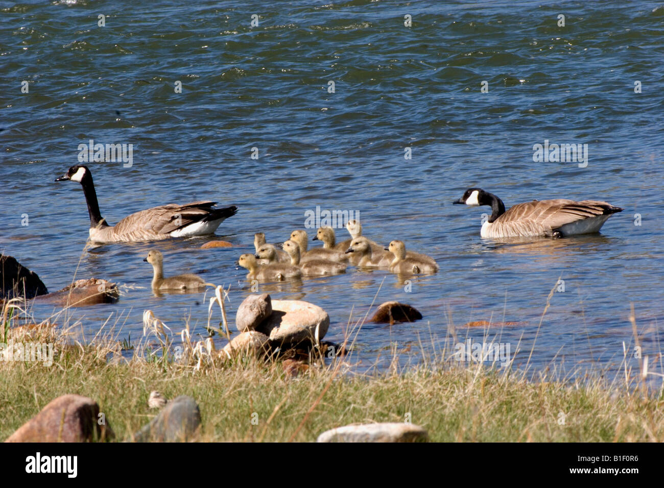 BD2-595D, CANADA GEESE PAIR WITH GOSLINGS, Branta canadensis Stock Photo