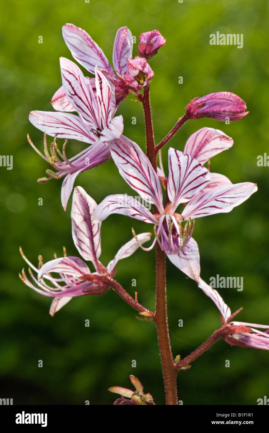 RUTACEAE Dictamnus Gymnostylis stev kaukasus blossom flower flowering green background garden gardening Stock Photo
