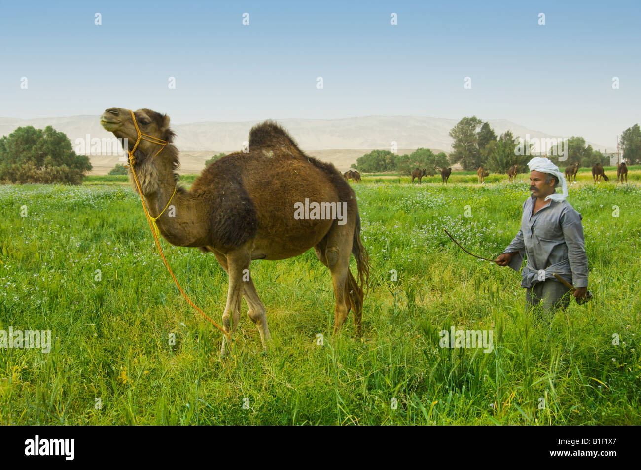 Moroccan camel hi-res stock photography and images - Alamy