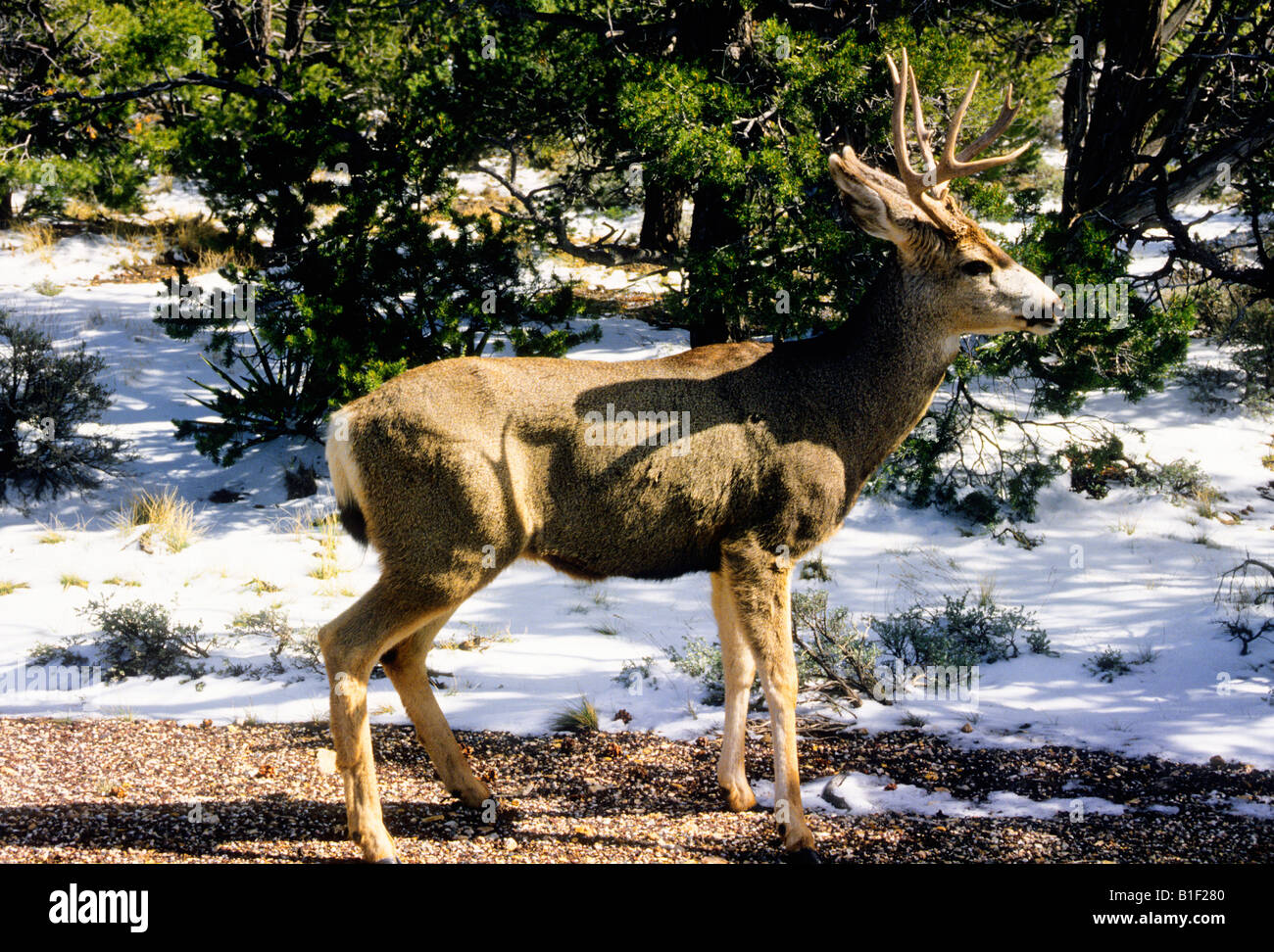 USA Arizona Black Tailed Mule Deer Stock Photo Alamy