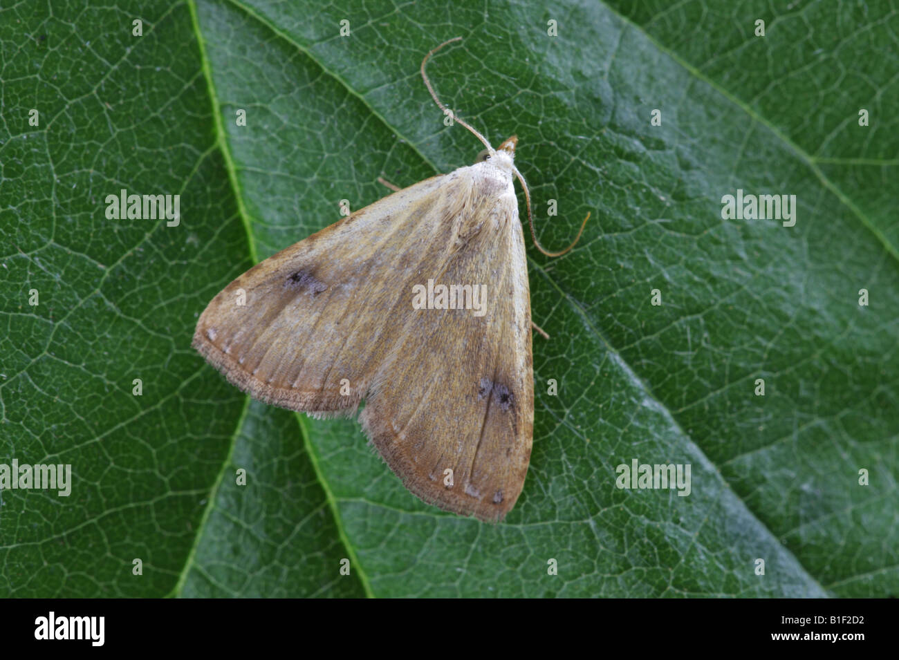 Straw Dot - Rivula sericealis Stock Photo