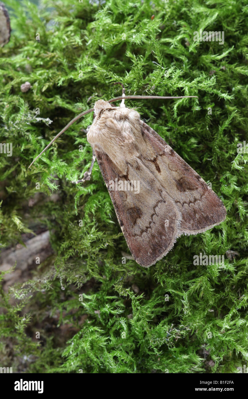 Heart And Dart - Agrotis exclamationis Stock Photo