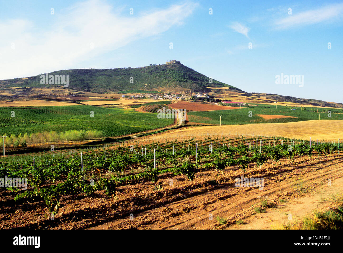 Spanish wine industry in Northern Province of Villamayor de Monjardin Navarra. Vineyard Chardonnay farmland. Agriculture in Spain. Stock Photo