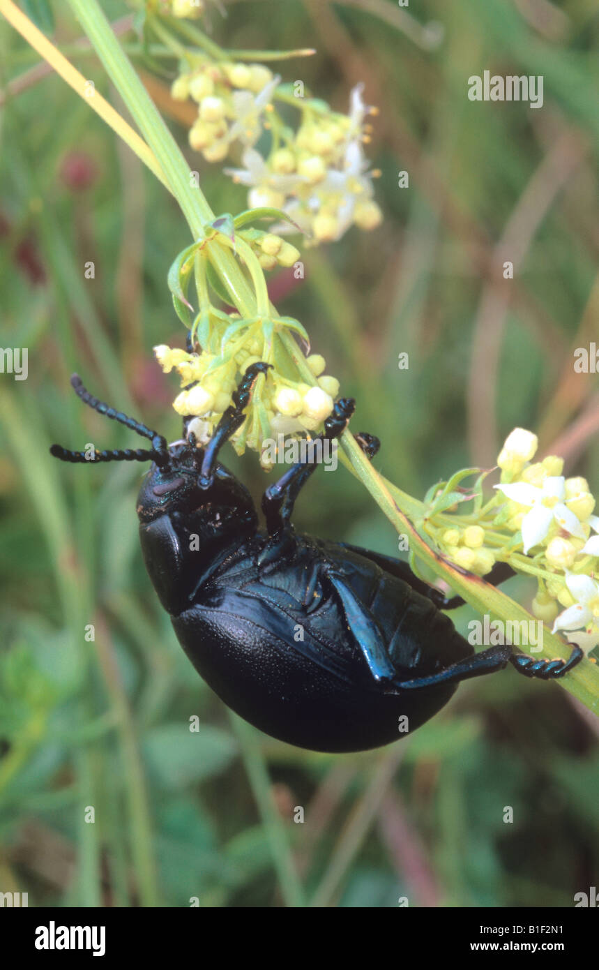 Bloody-Nosed Beetle (Timarcha tenebricosa) Stock Photo