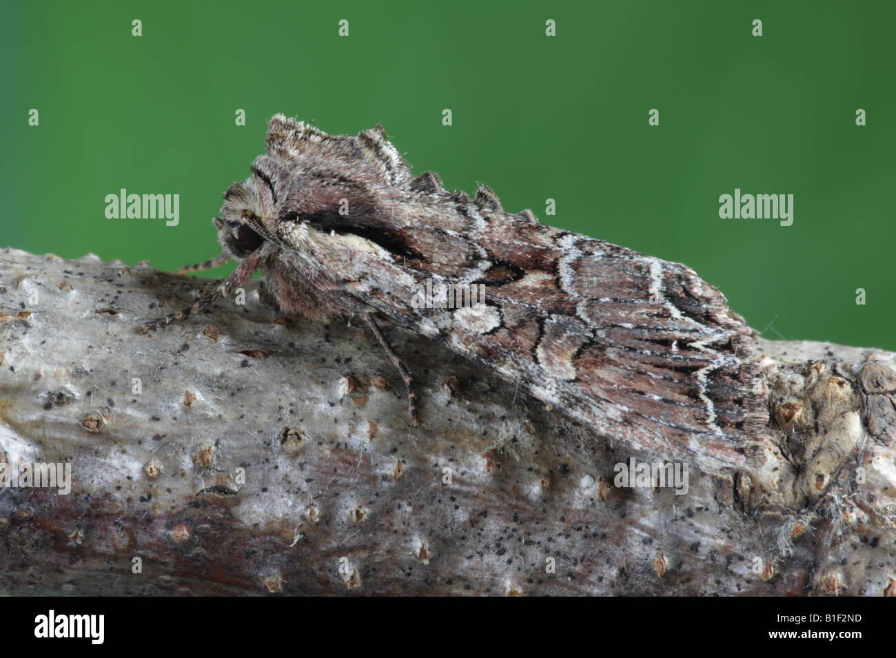 Pale Shouldered Brocade - Lacanobia thalassima Stock Photo