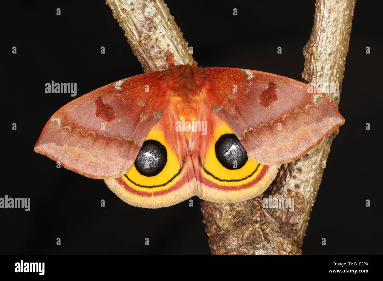 Bullseye Moth - Automeris io Stock Photo - Alamy
