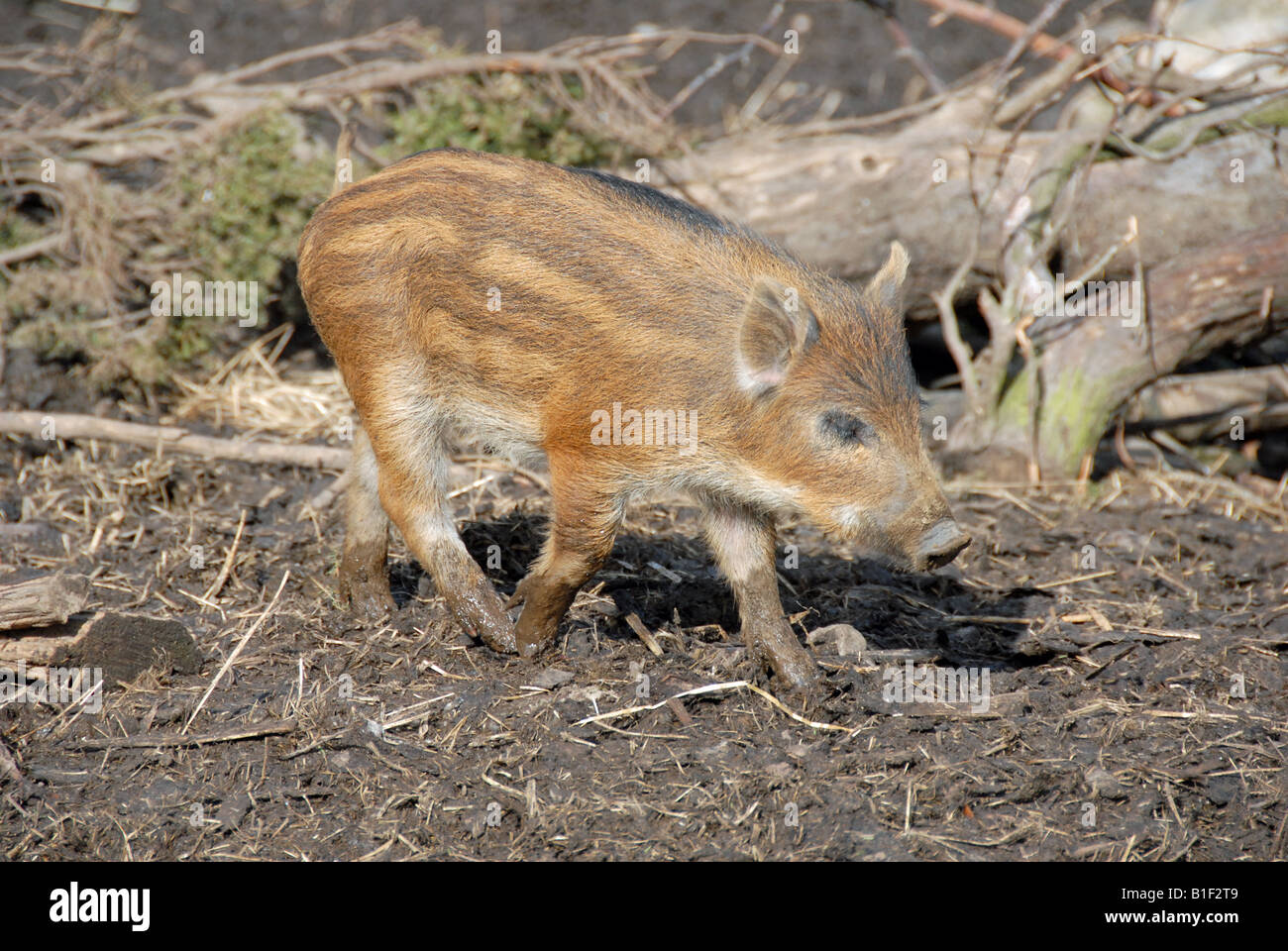 Warthog Piglet Stock Photo