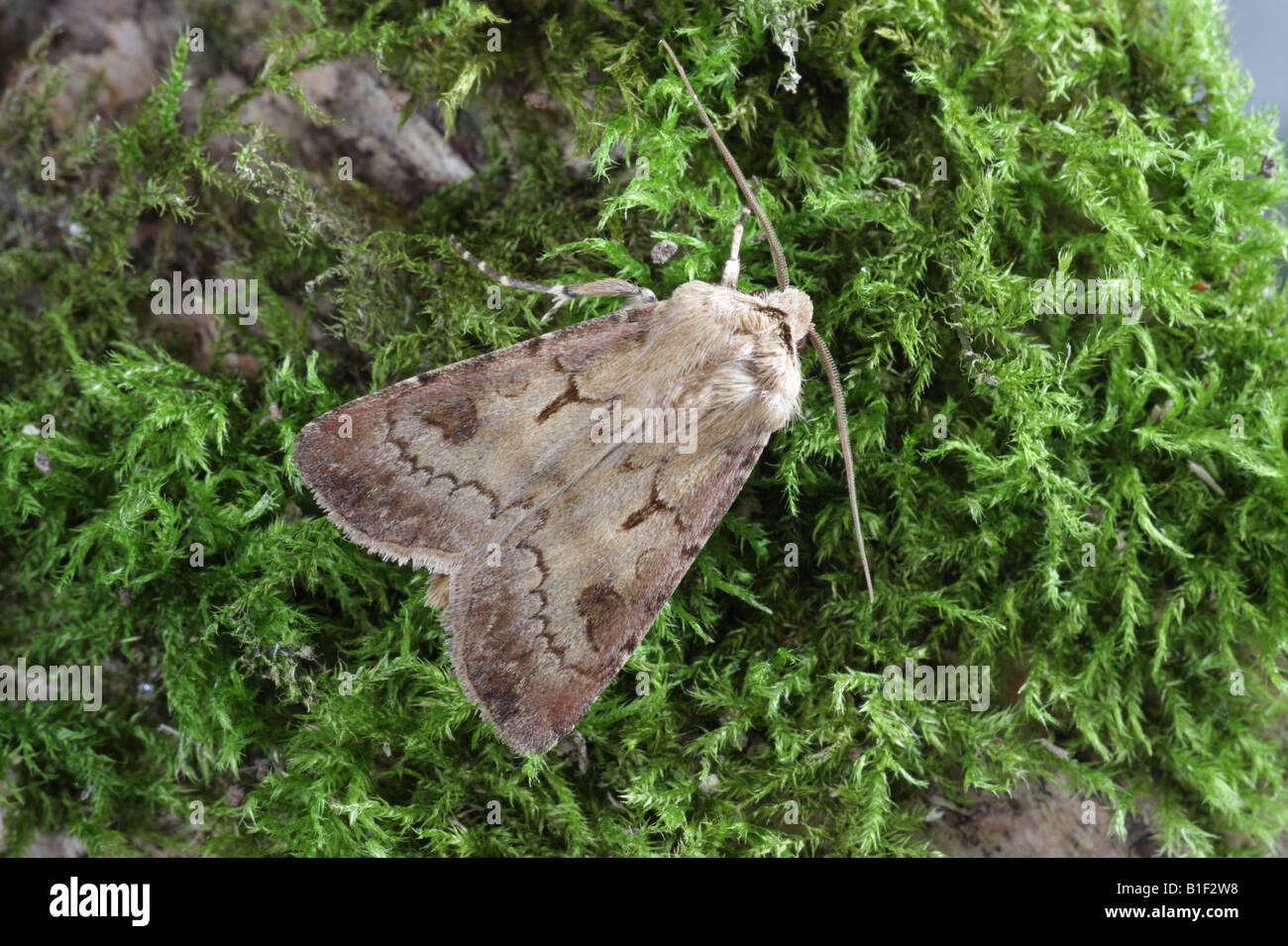 Heart And Dart - Agrotis exclamationis Stock Photo