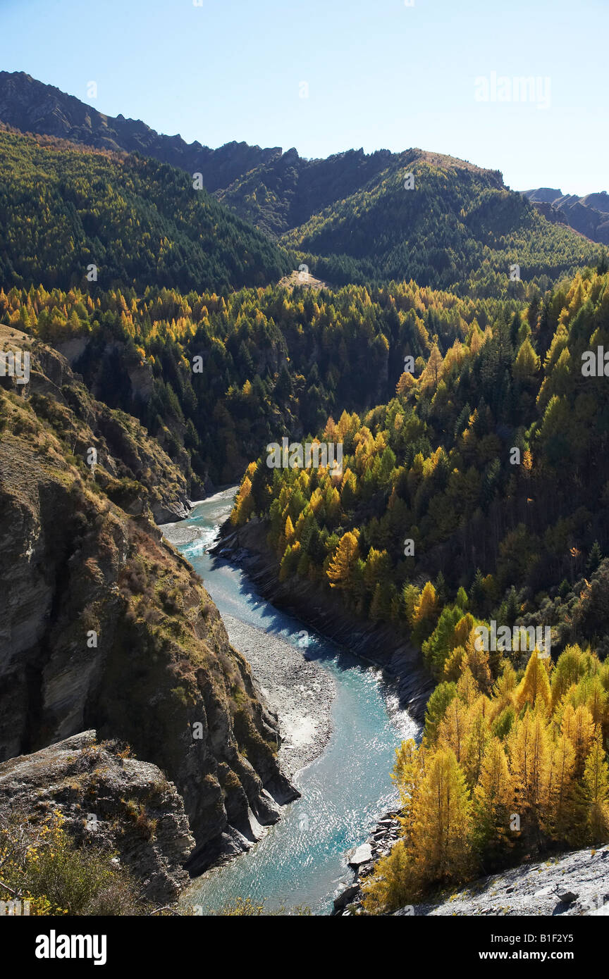 Shotover River and Larch Trees in Autumn Historic Skippers Canyon near Queenstown Central Otago South Island New Zealand Stock Photo