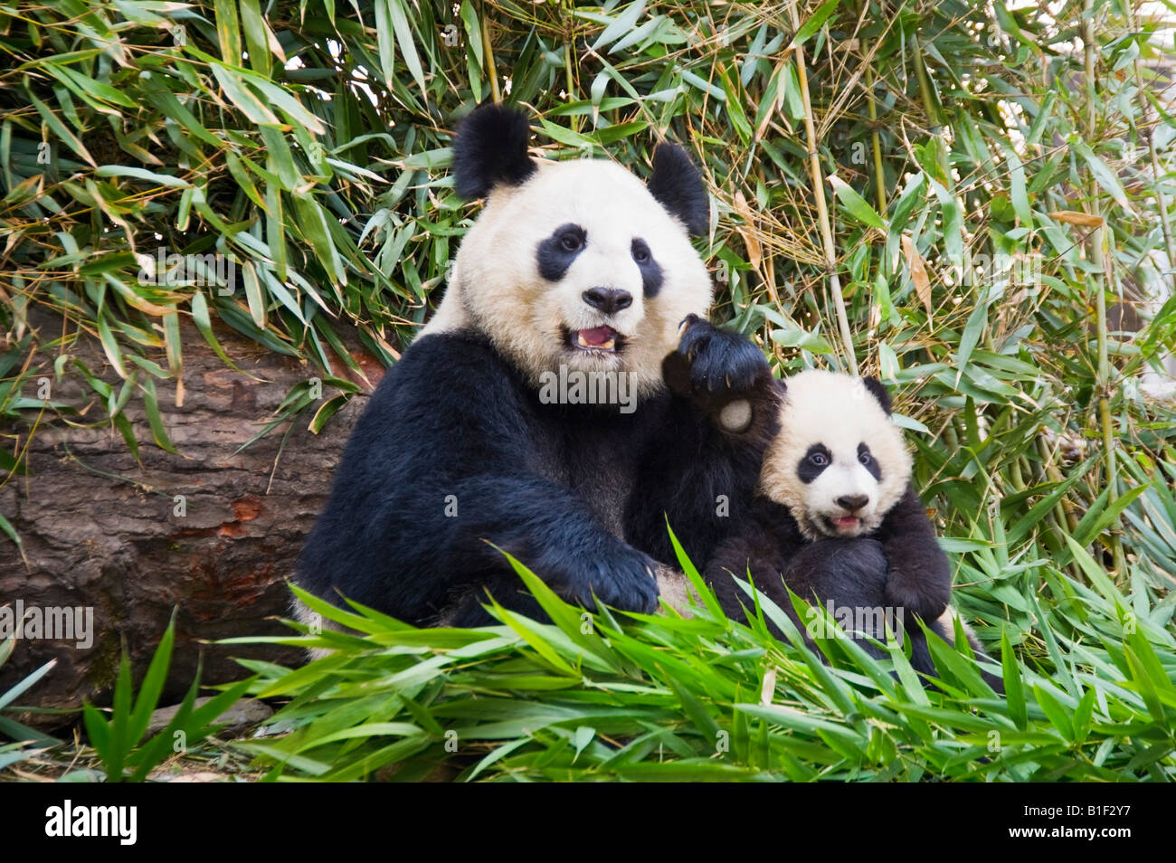 Panda baby mother hires stock photography and images Alamy