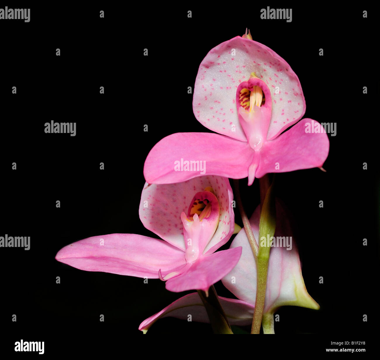 Hybrid Orchid Disa unilangley Stock Photo