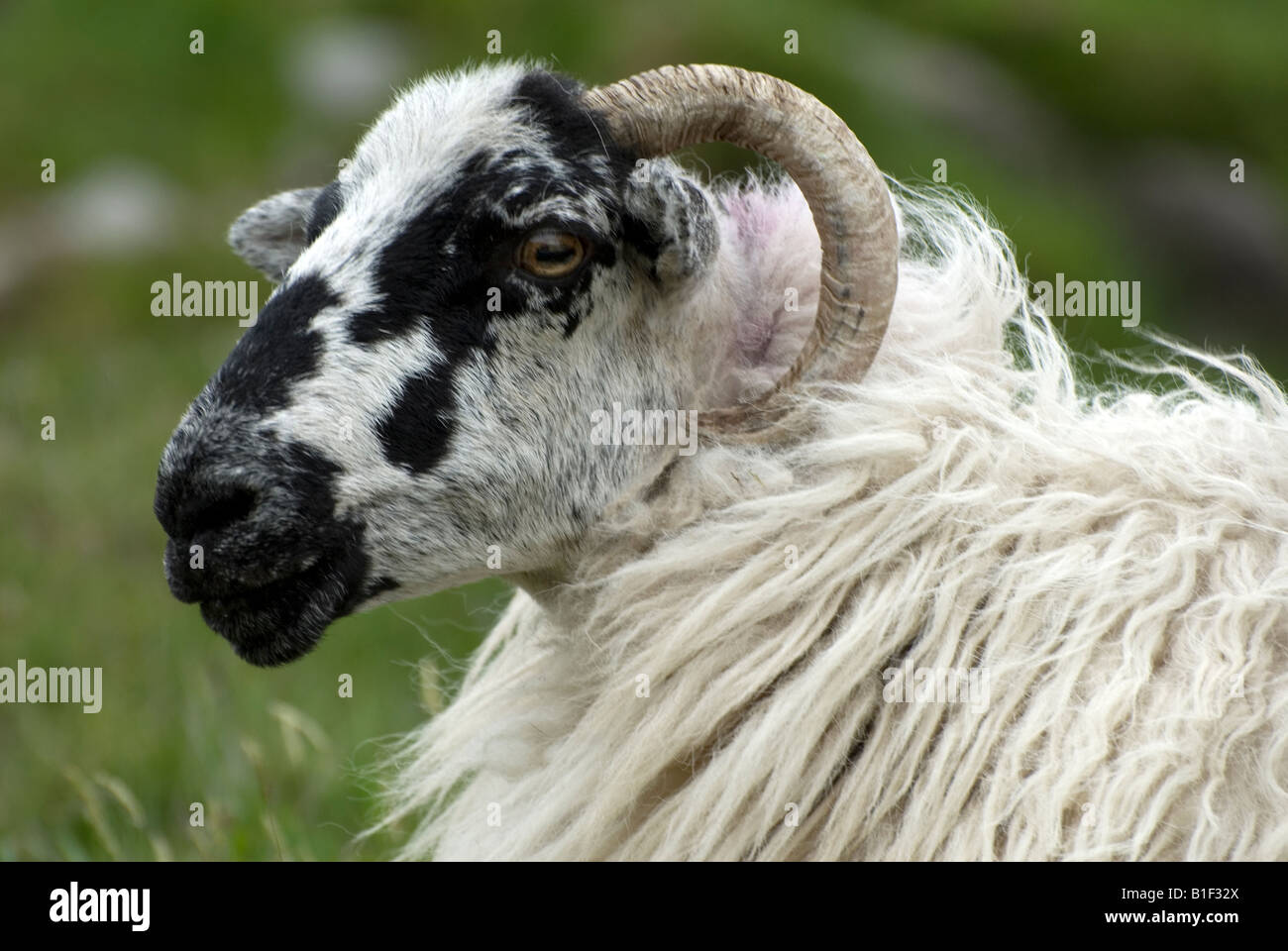 Horned Sheep - County Kerry, Ireland. Stock Photo