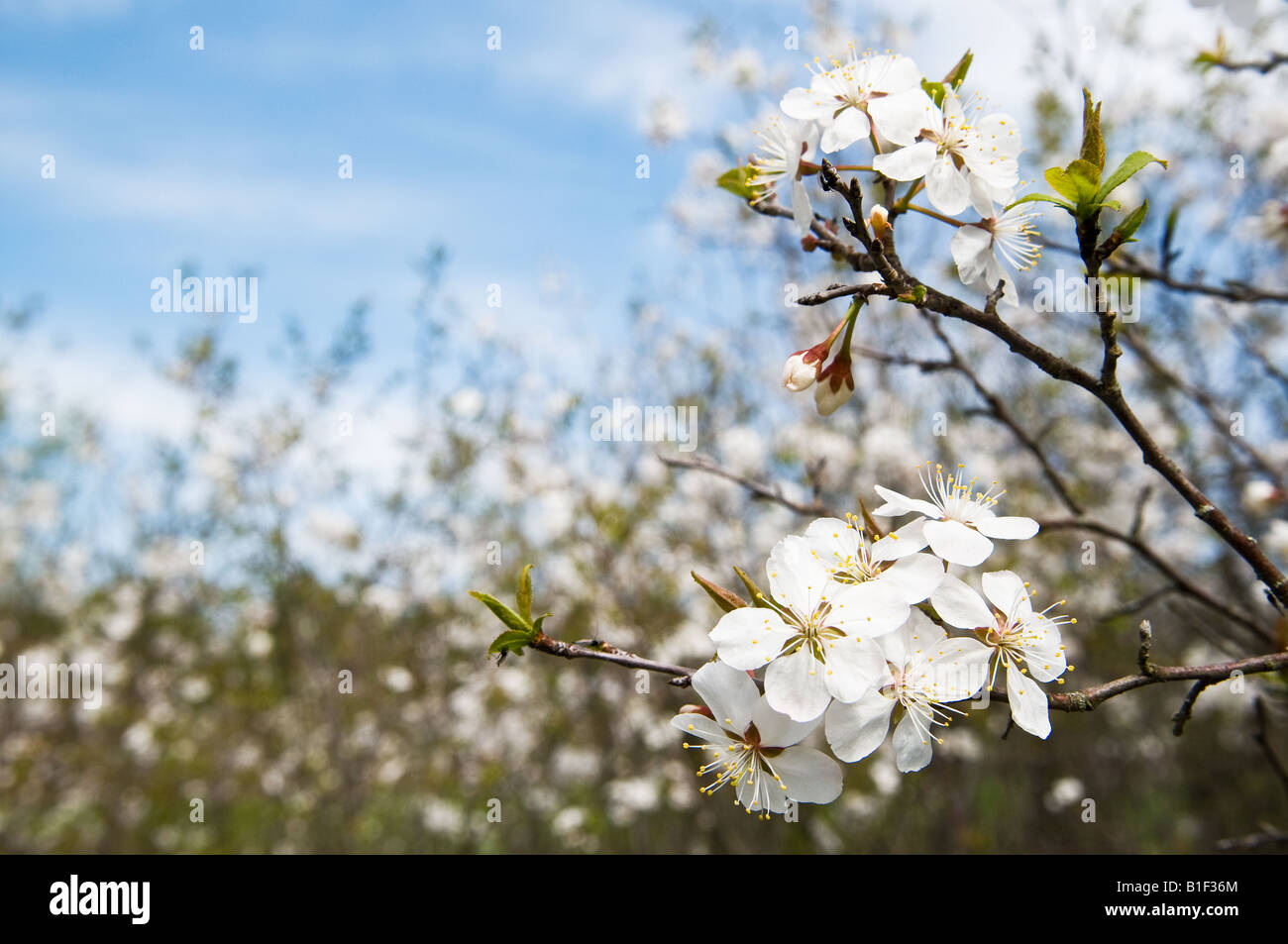 Closeup of apple tree blossom. Stock Photo