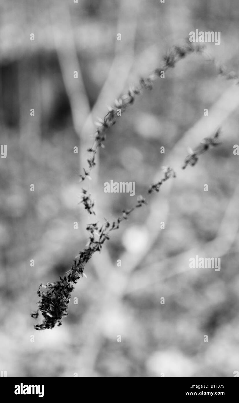 Many flies caught in a spiders web and grouped together in a droplet. Stock Photo