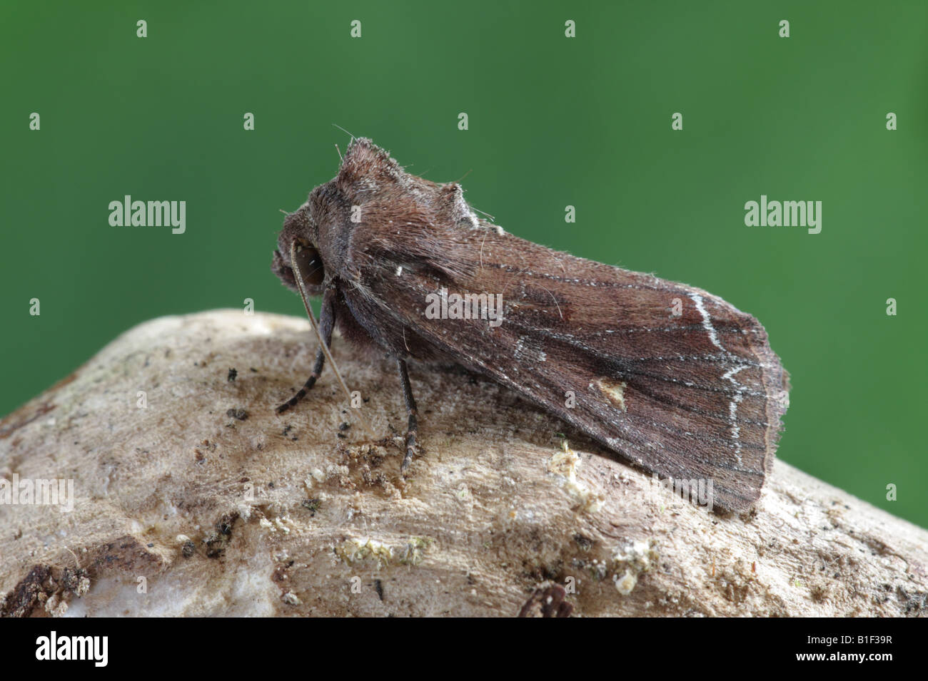 Bright Line Brown Eye - Lacanobia oleracea Stock Photo