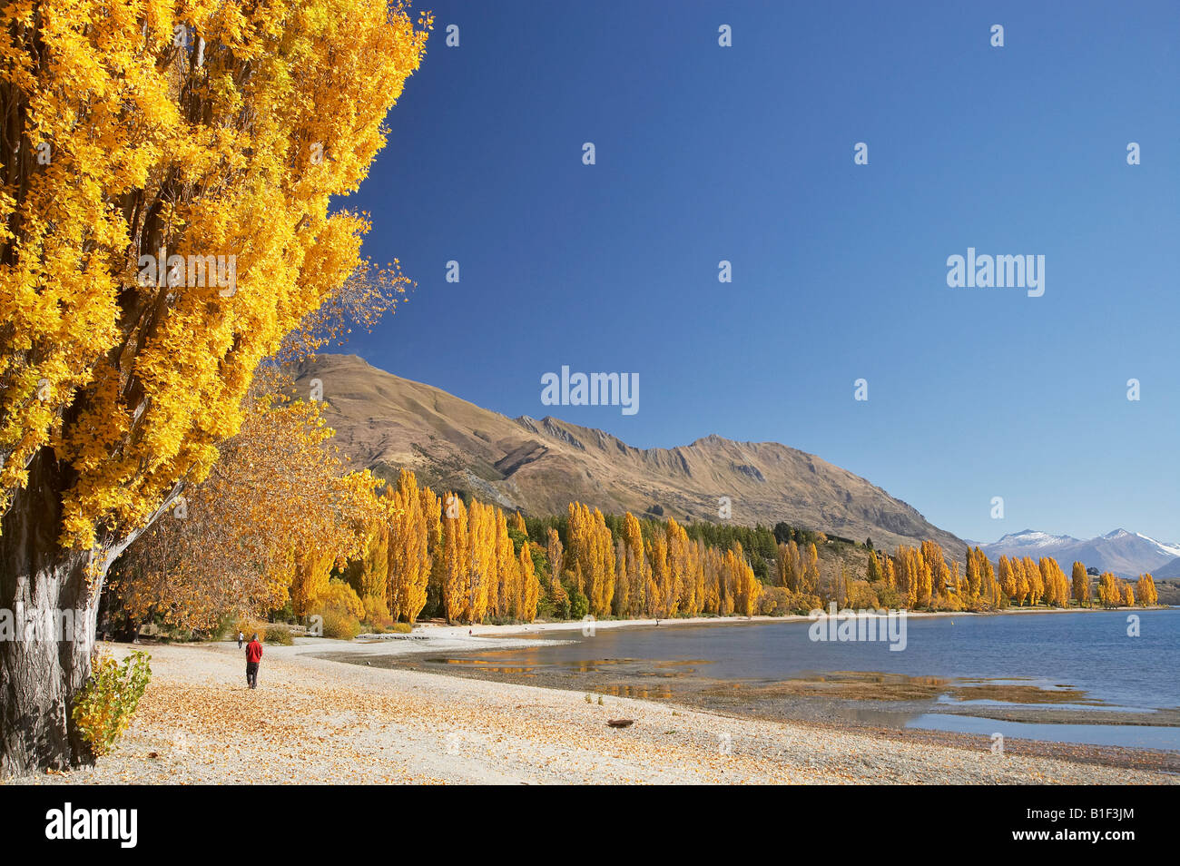 Poplar Trees and Lake Wanaka Otago South Island New Zealand Stock Photo