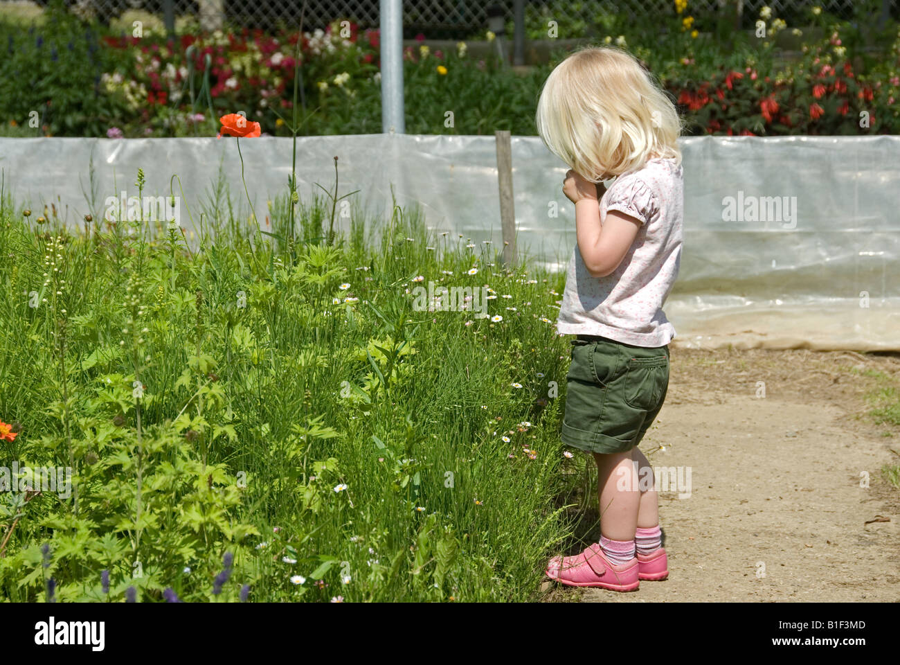 Stock photo of a two year old blond haired girl smelling the flowers in ...