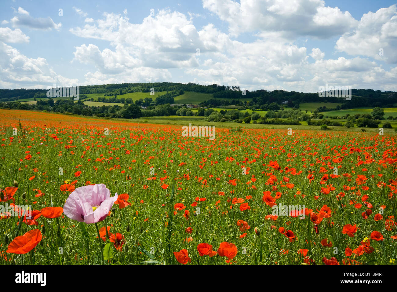Single Pink Poppy in Field of Red Poppies with View over Darent Valley Papavar Rhoeas Stock Photo