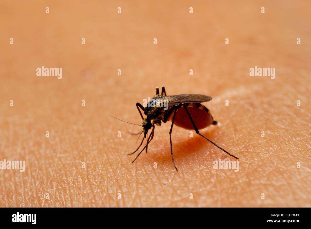 Mosquito biting person, peru, South America Stock Photo