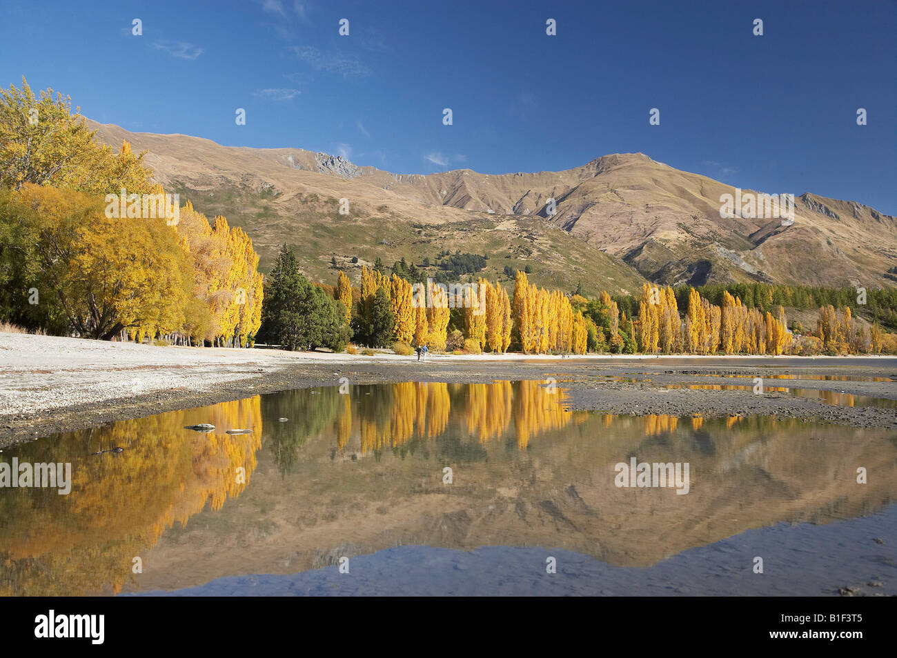 Poplar Trees and Lake Wanaka Otago South Island New Zealand Stock Photo