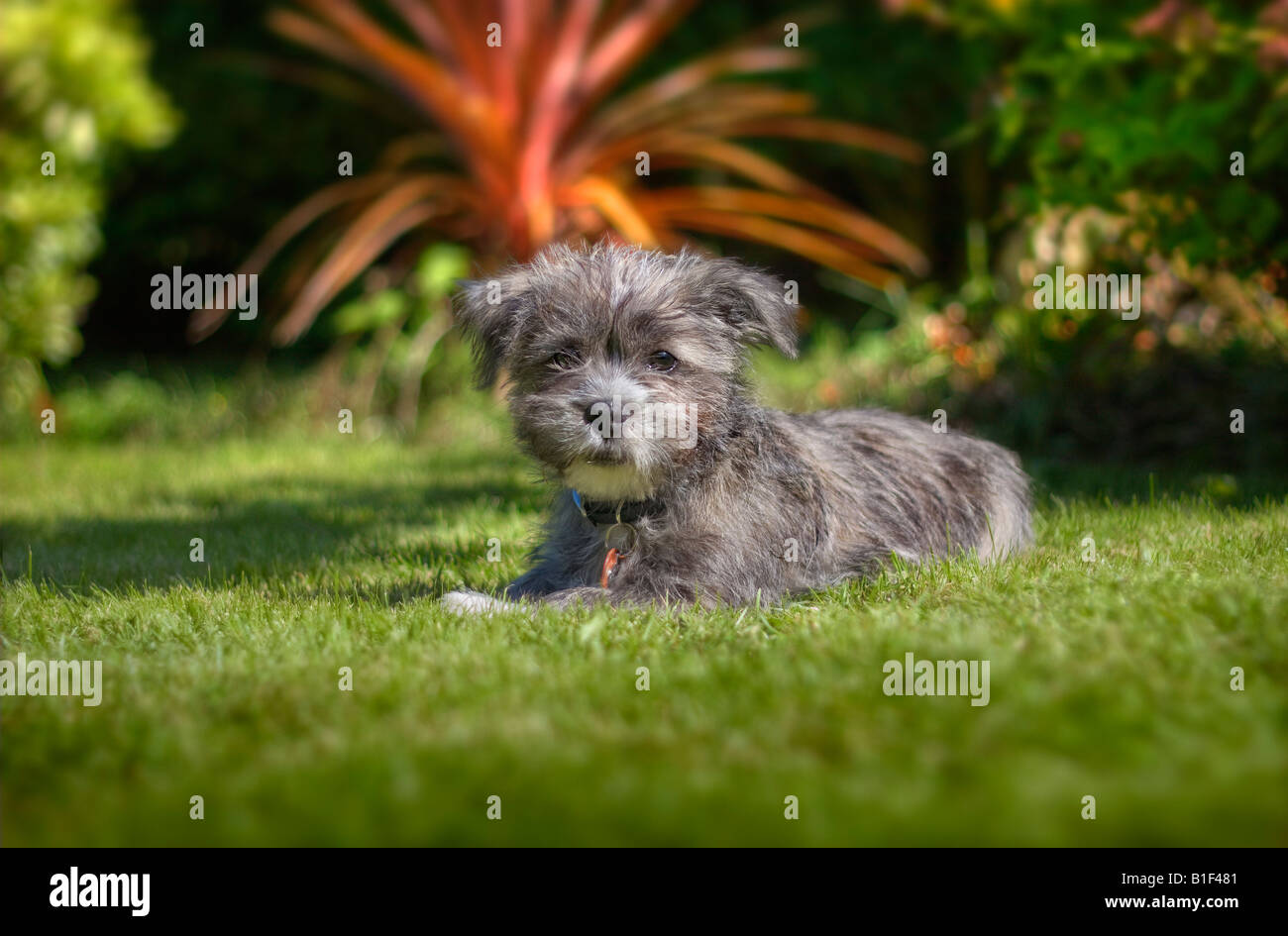Puppy sitting in garden Stock Photo