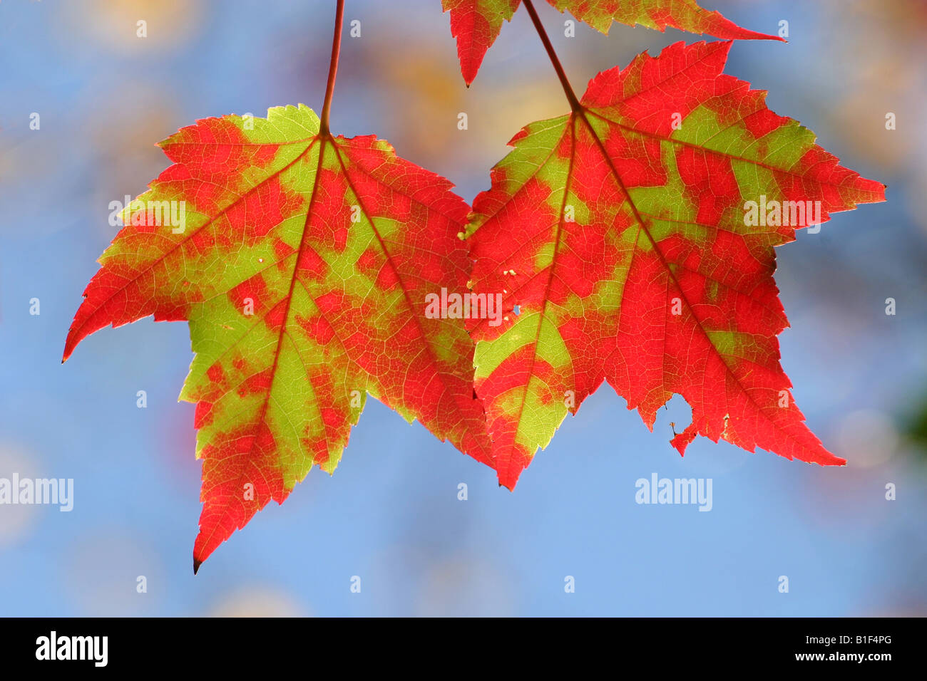 Red maple autumn leaves against blue sky hi-res stock photography and ...