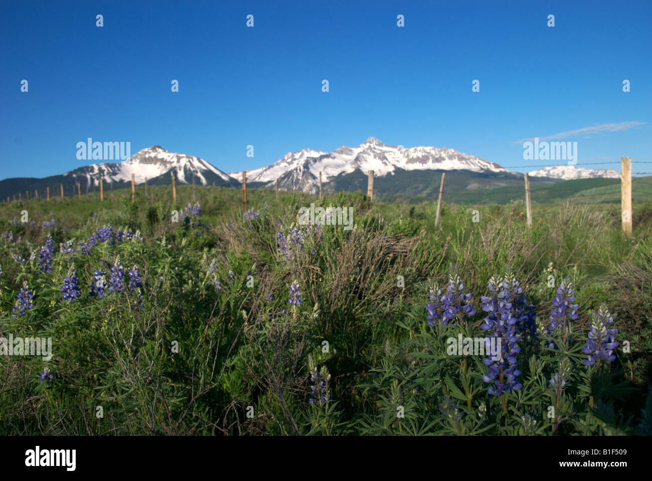 A field of wildflowers in the foreground of Mt Wilson near Telluride Colorado Stock Photo