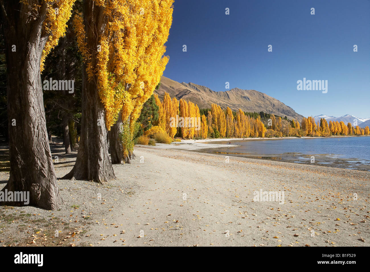 Poplar Trees and Lake Wanaka Otago South Island New Zealand Stock Photo ...