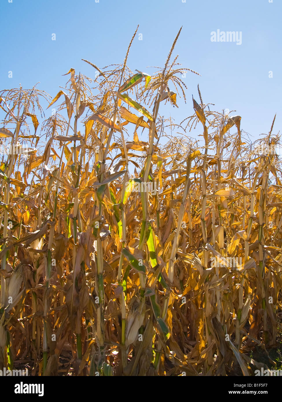 Fall arrangement of dried hydrangea flowers and dried corn stalks Stock  Photo - Alamy