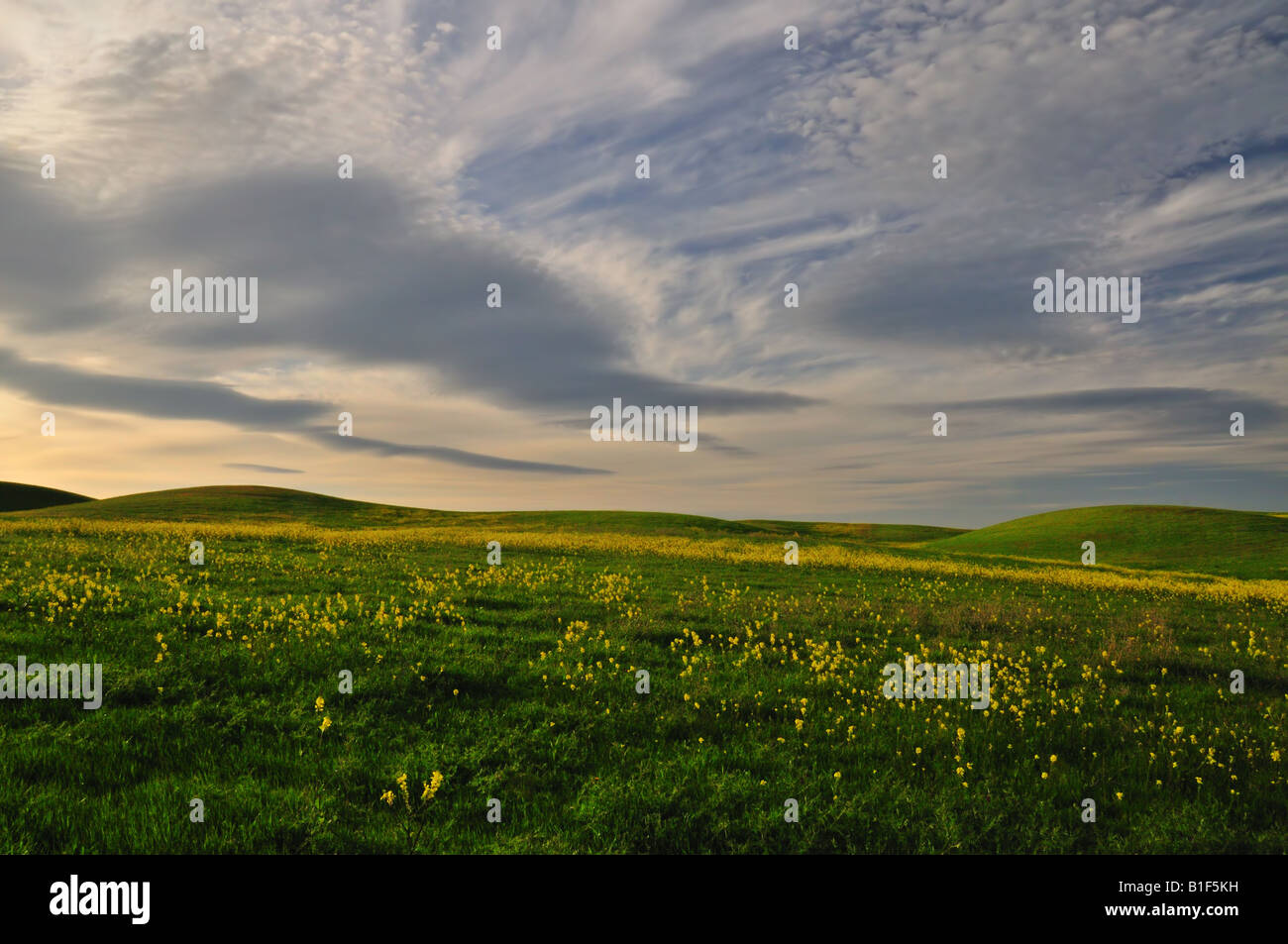 Field of wildflowers hi-res stock photography and images - Alamy