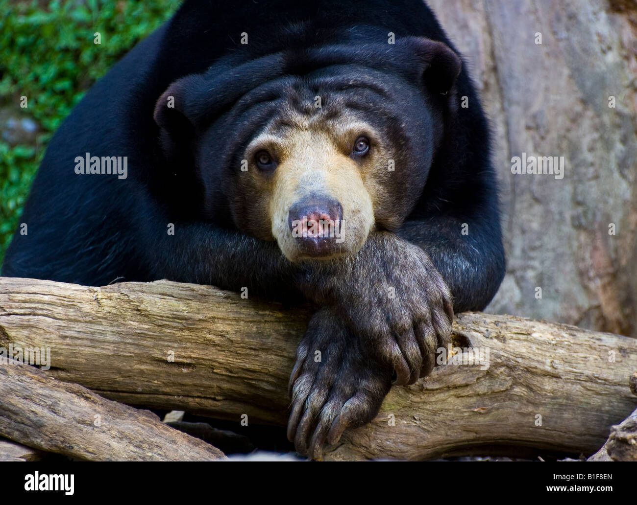 A sun bear (Helarctos malayanus) at Wellington Zoo Stock Photo