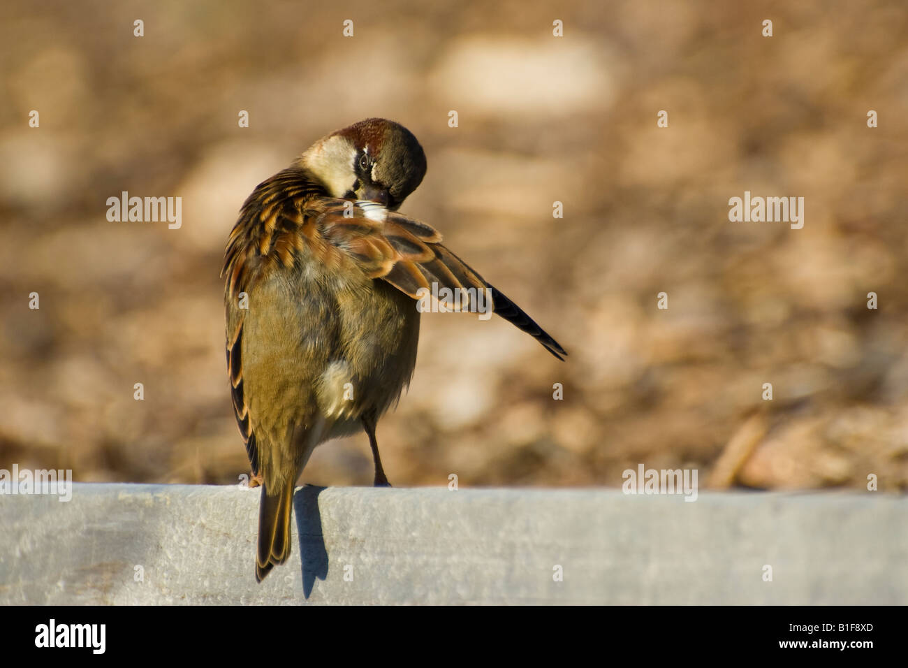 A male house sparrow (Passer domesticus) preening Stock Photo