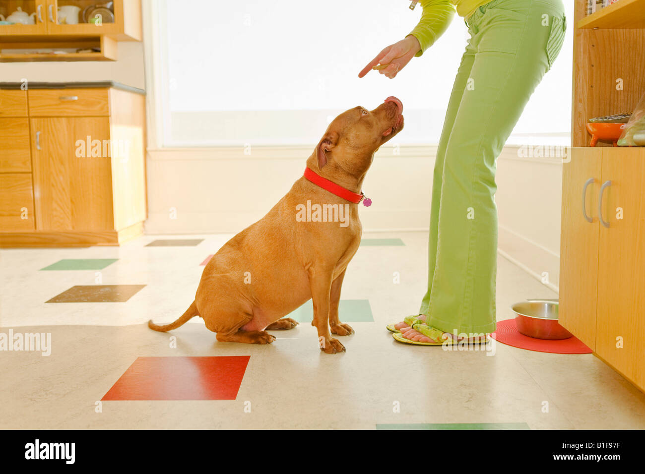 Dog scolding hi-res stock photography and images - Alamy