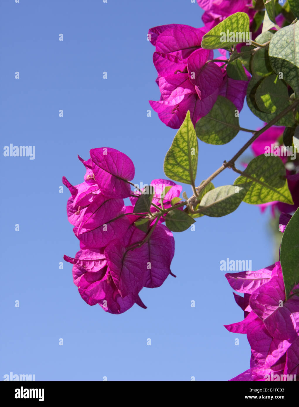 Pink scrambling bougainvillea hires stock photography and images Alamy