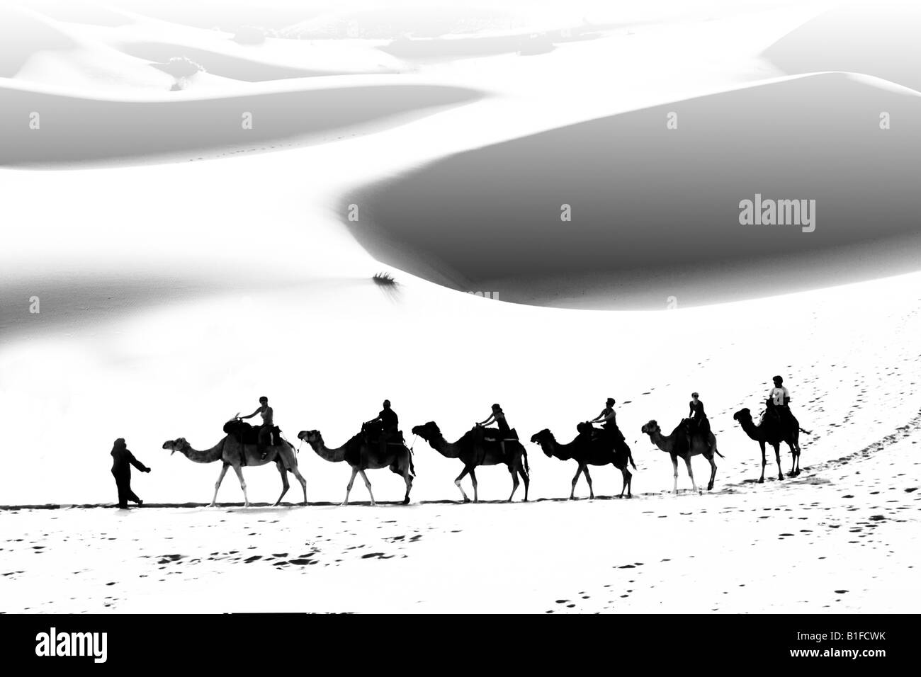 Tourist camel train in morocco Stock Photo
