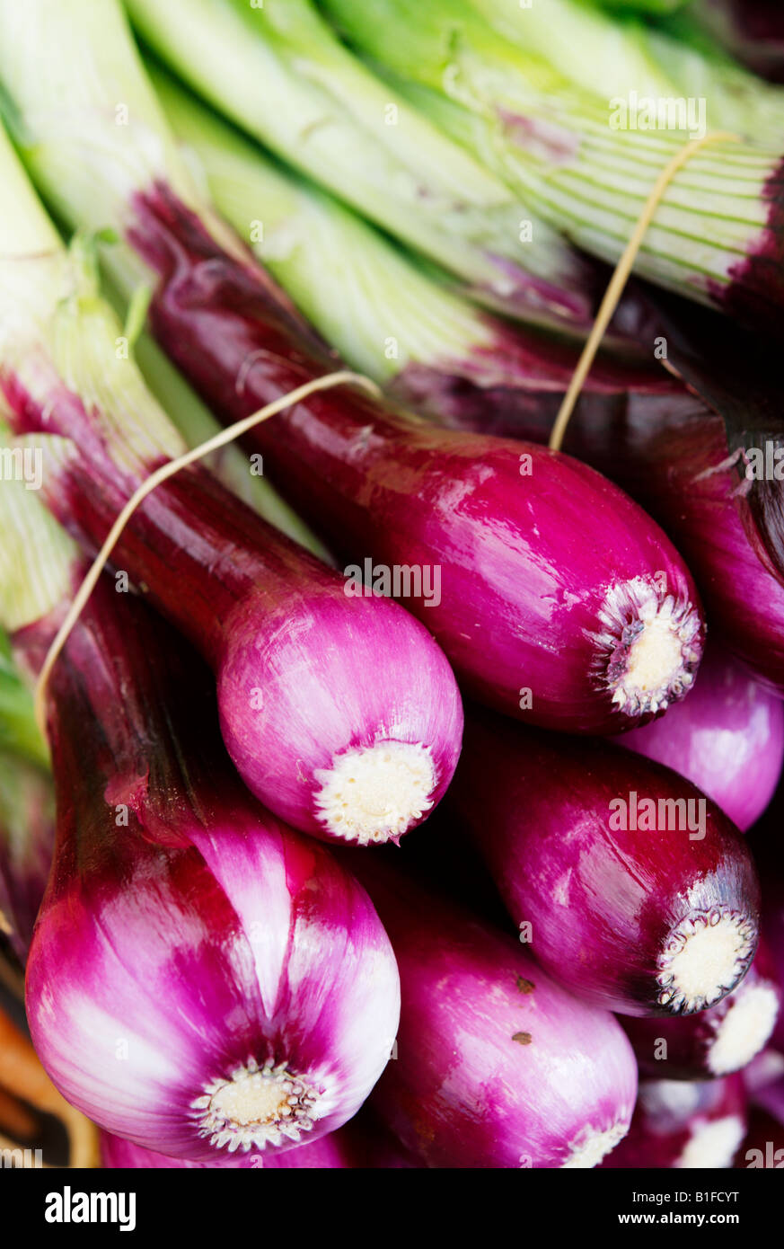 Purple spring onions Stock Photo Alamy