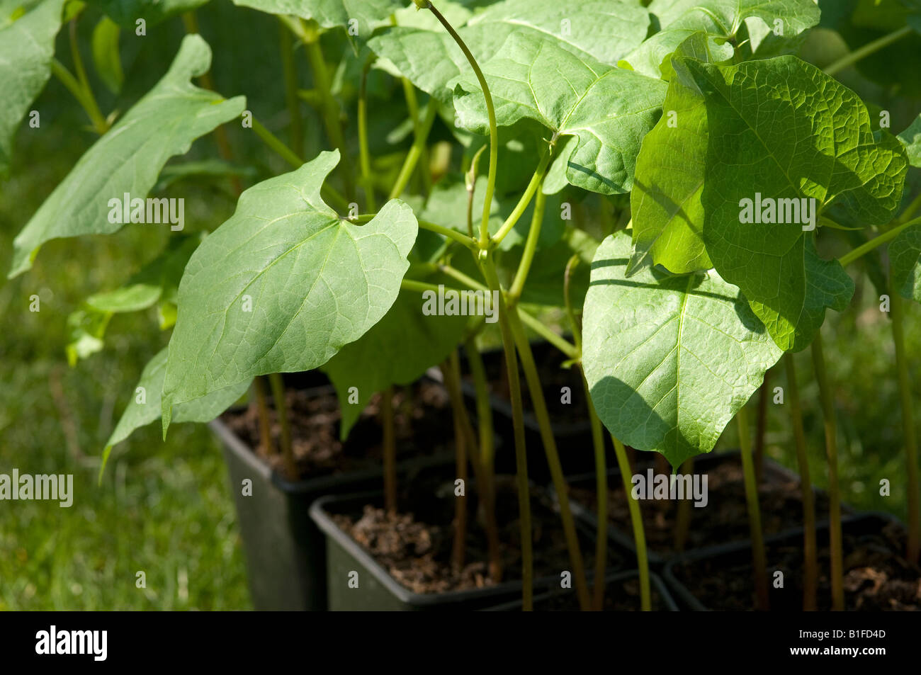 Bean plants hi-res stock photography and images - Alamy