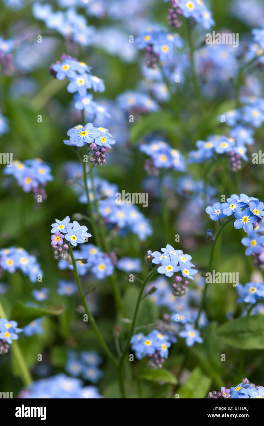 Close up of blue forget-me-not flowers flower flowering in spring garden myosotis England UK United Kingdom GB Great Britain Stock Photo