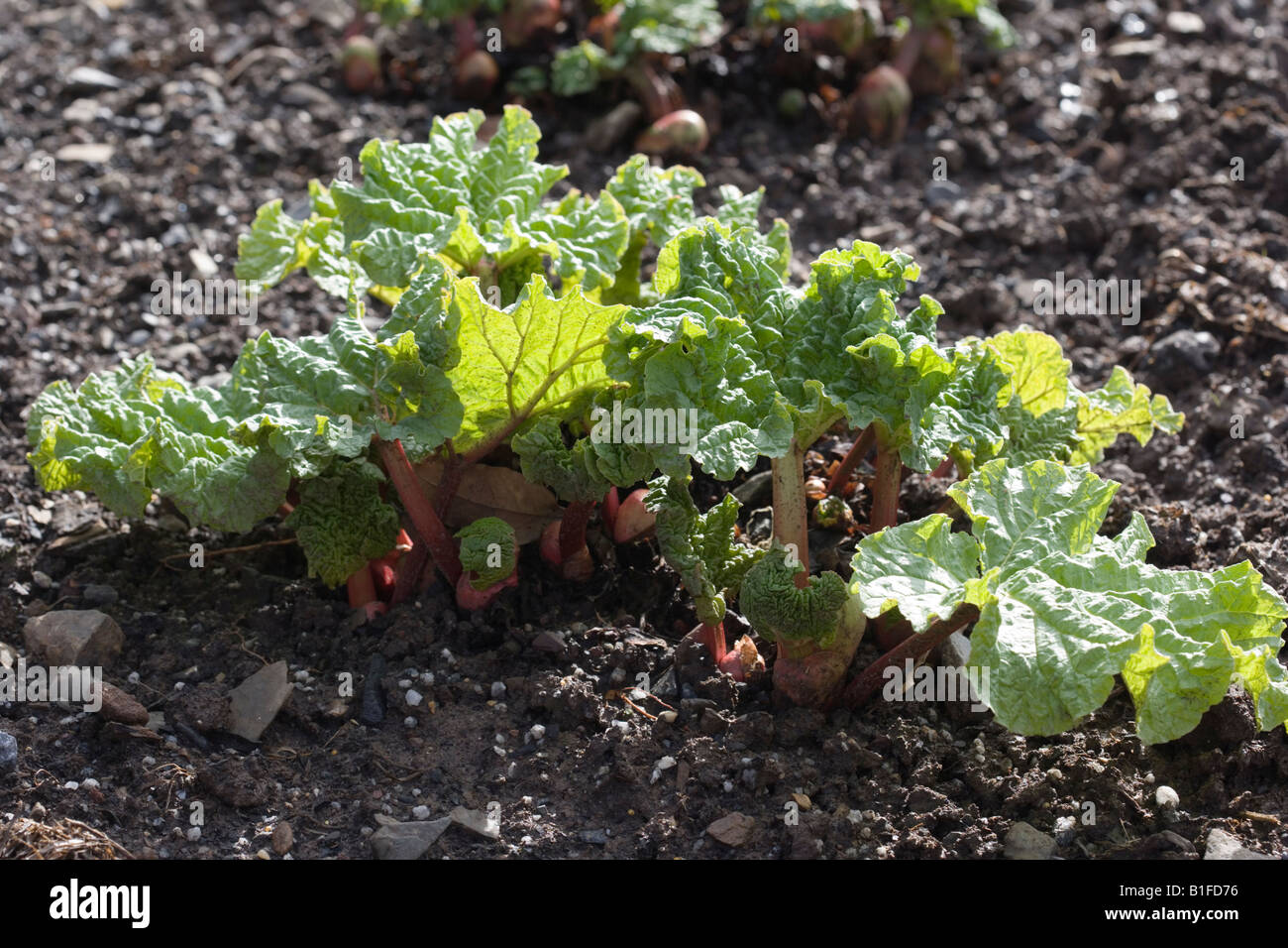 Rhubarb Rheum Stock Photo