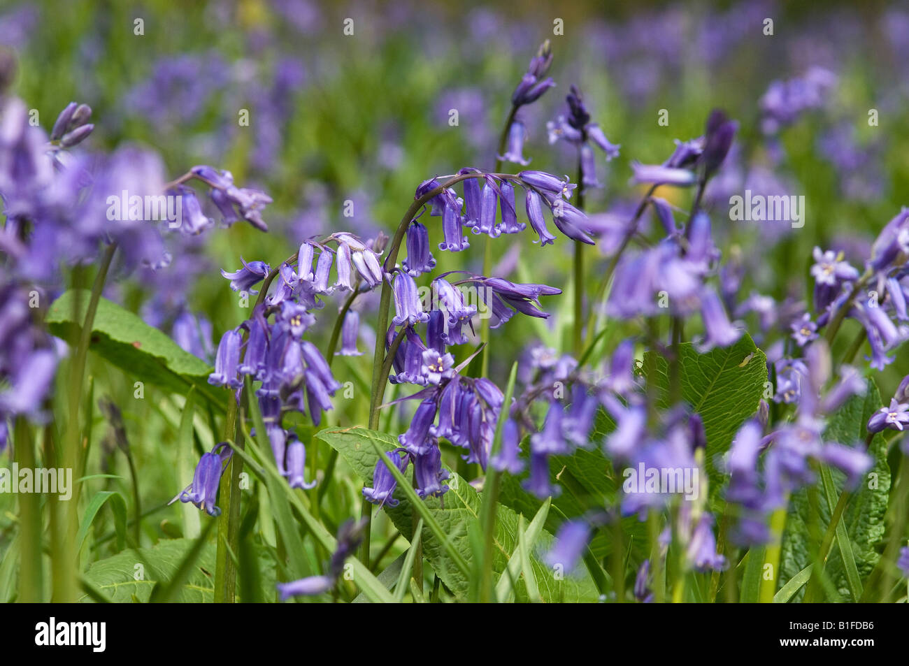 Wild bluebells bluebell blue flowers flower flowering wildflowers in
