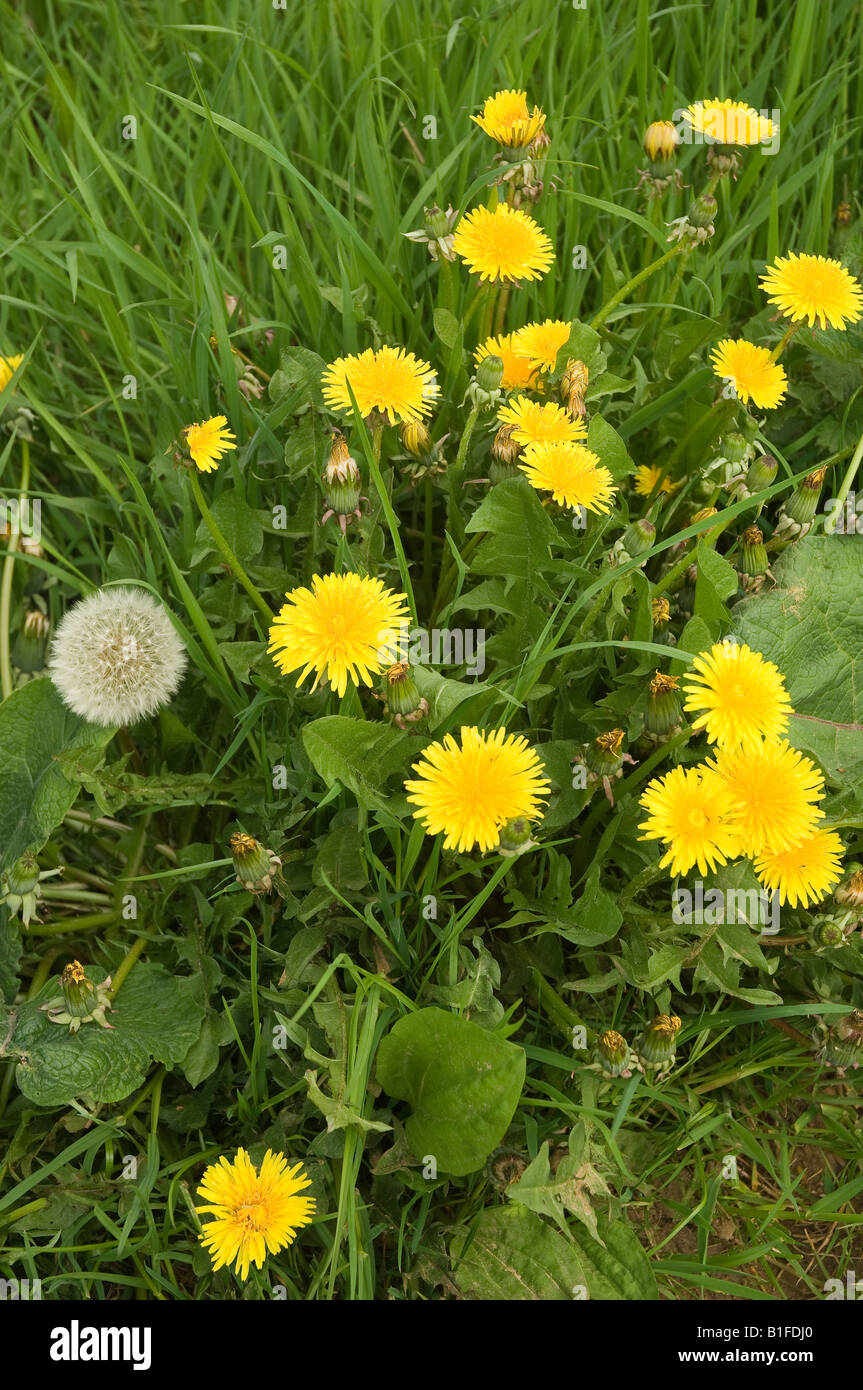 Common hedgerow weeds hires stock photography and images Alamy
