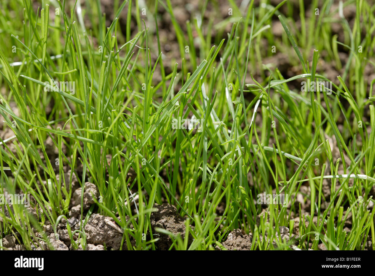 newly seeded grass growing Stock Photo Alamy