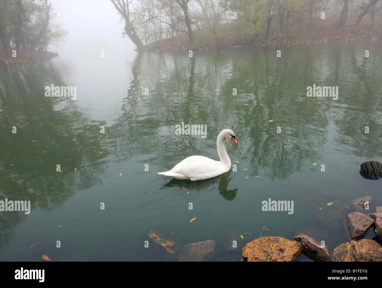 swan in to the pond Stock Photo - Alamy