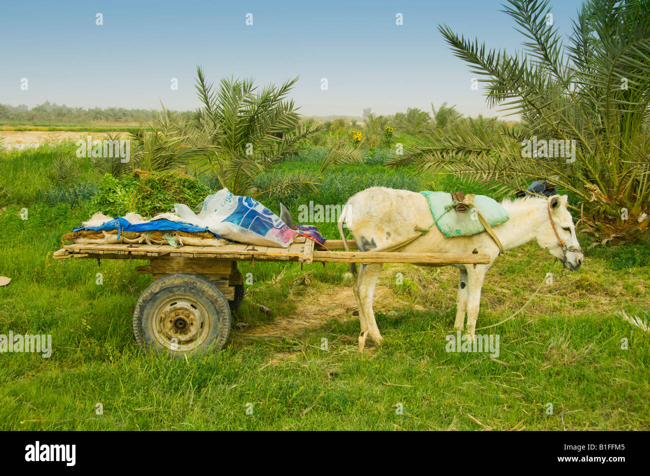 A donkey and cart loaded with alfalfa in a field in the Bahariya Oasis Egypt Stock Photo