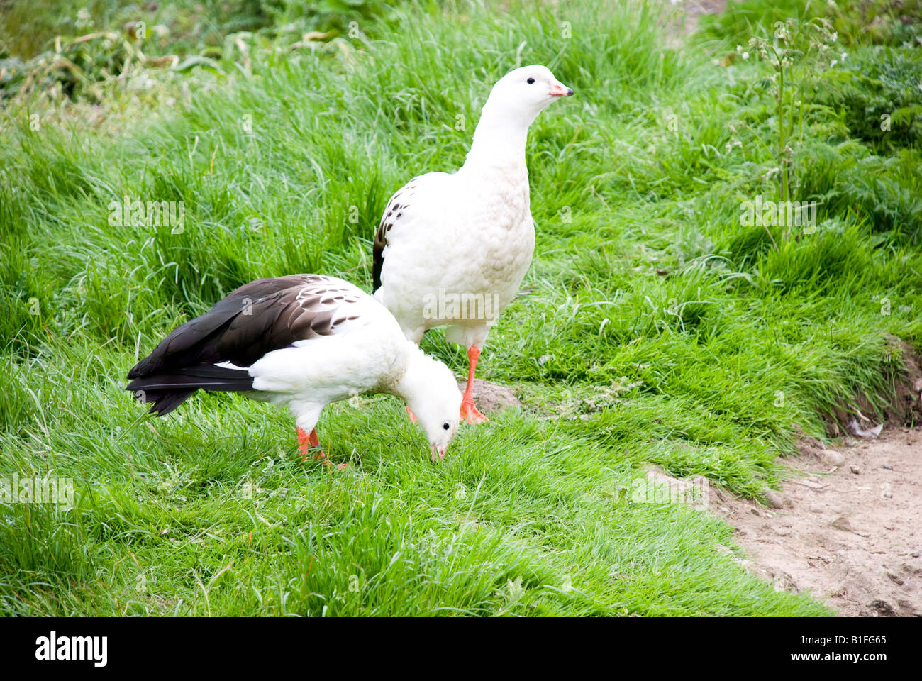 Andean Goose Stock Photo